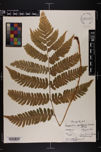 Dryopteris goldieana image