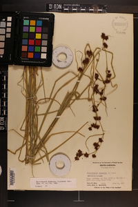 Rhynchospora glomerata image