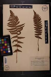 Dryopteris ludoviciana image