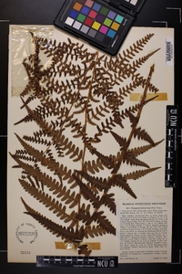 Dryopteris ludoviciana image