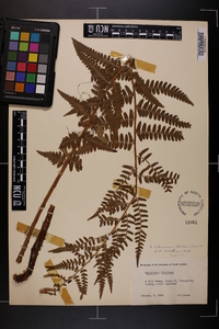 Dryopteris ludoviciana image