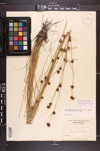 Rhynchospora microcephala image