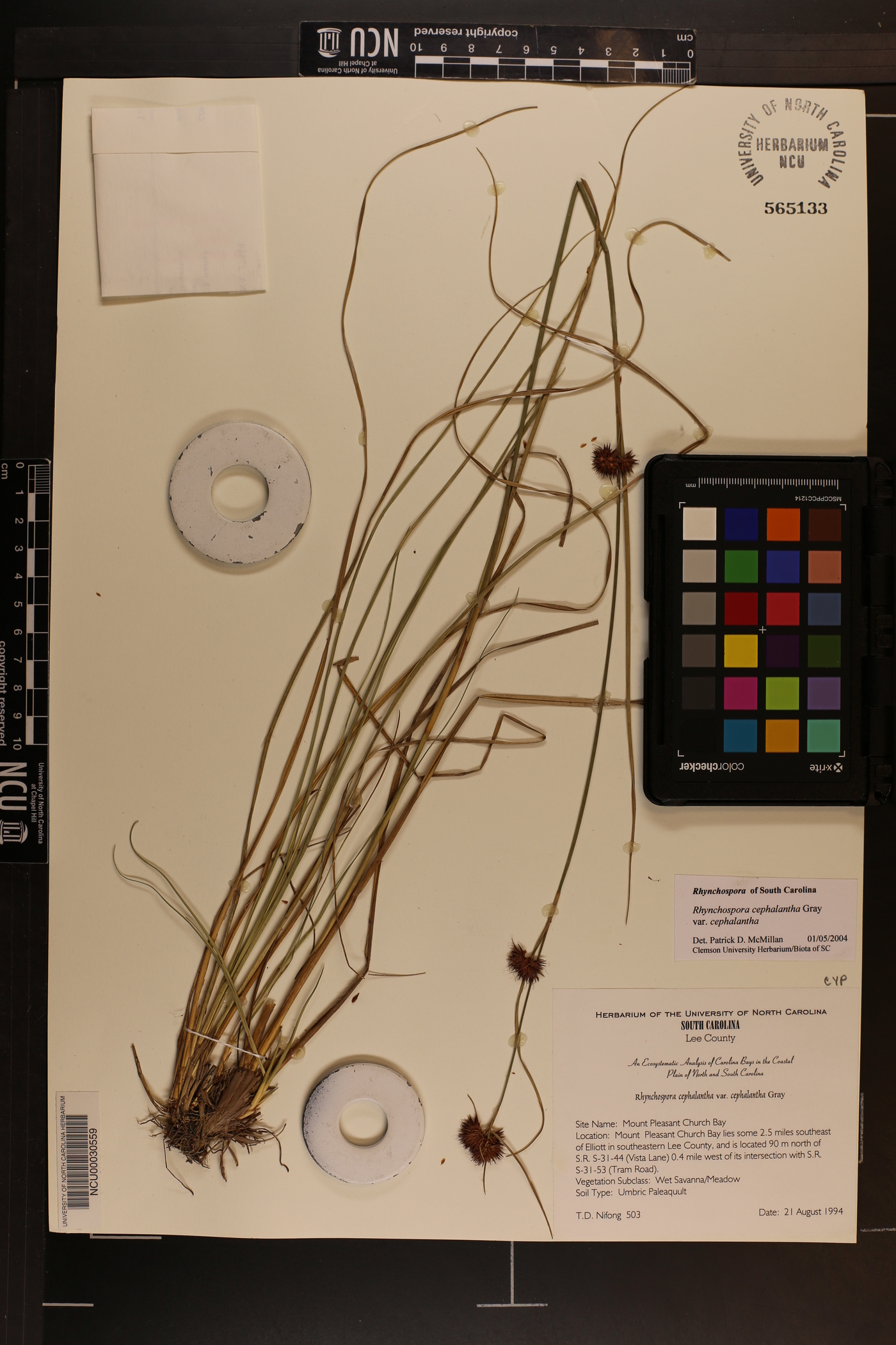 Rhynchospora cephalantha var. cephalantha image