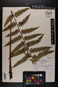 Dryopteris australis image