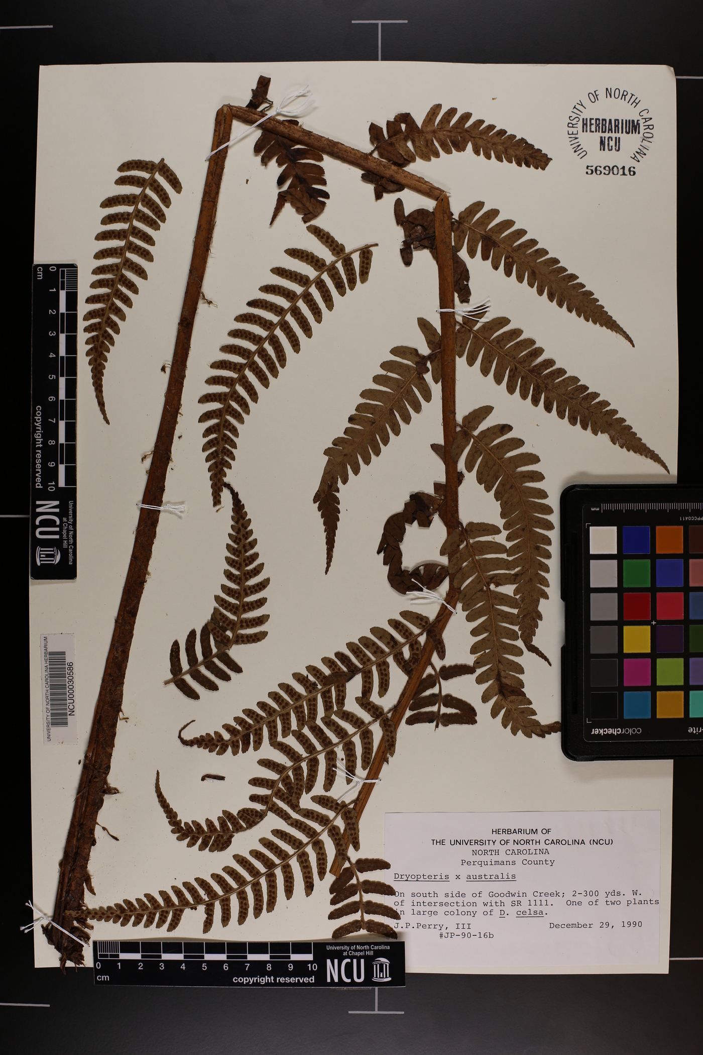 Dryopteris x australis image