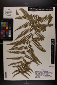 Dryopteris australis image