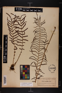 Pteris bahamensis image