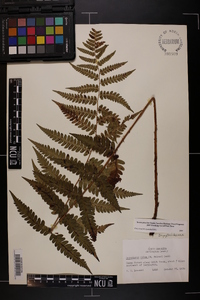 Dryopteris goldieana image