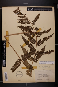 Dryopteris celsa image