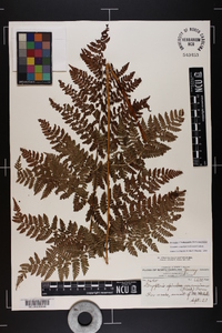 Dryopteris campyloptera image