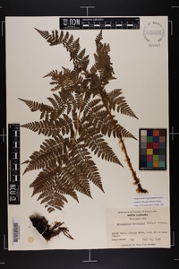 Dryopteris campyloptera image