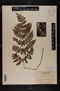 Dryopteris campyloptera image