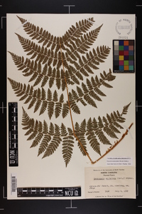 Dryopteris campyloptera image