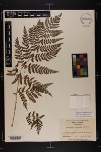 Dryopteris campyloptera image