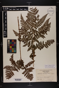 Dryopteris campyloptera image