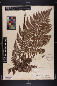 Dryopteris campyloptera image