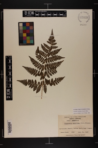 Dryopteris campyloptera image