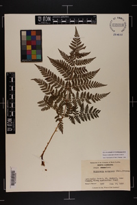 Dryopteris campyloptera image