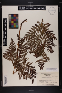 Dryopteris campyloptera image