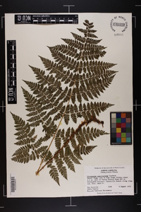 Dryopteris campyloptera image