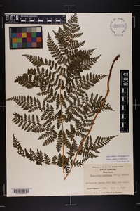 Dryopteris campyloptera image