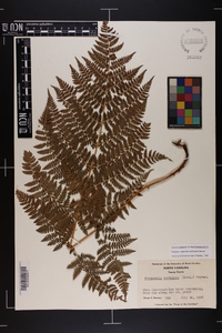 Dryopteris campyloptera image