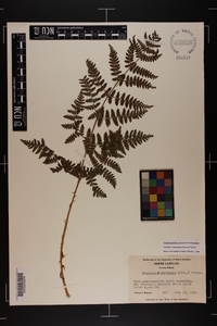 Dryopteris campyloptera image