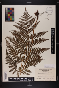 Dryopteris campyloptera image