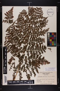 Dryopteris campyloptera image