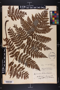 Dryopteris campyloptera image