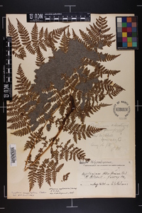 Dryopteris campyloptera image