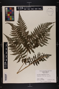 Dryopteris campyloptera image