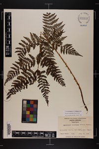 Dryopteris campyloptera image