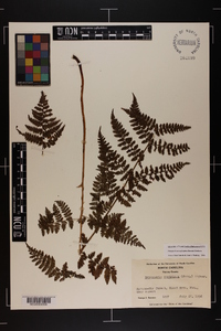 Dryopteris campyloptera image