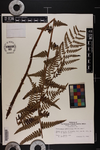 Dryopteris ludoviciana image