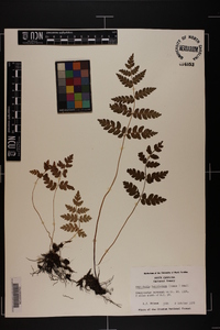 Dryopteris ludoviciana image