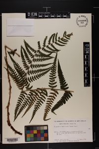 Dryopteris ludoviciana image