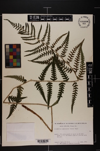 Dryopteris ludoviciana image