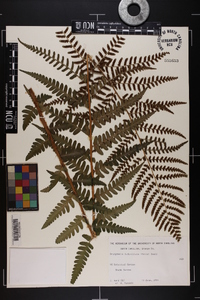 Dryopteris ludoviciana image