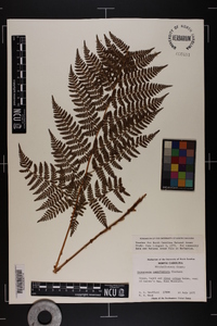 Dryopteris campyloptera image