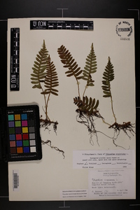 Polypodium appalachianum image