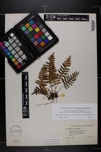 Polypodium appalachianum image