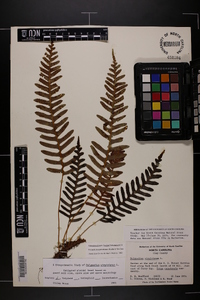 Polypodium appalachianum image