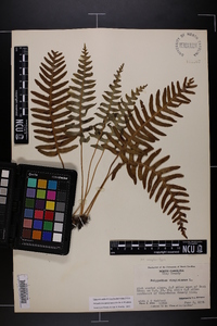 Polypodium appalachianum image