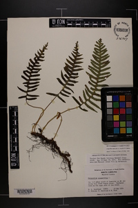 Polypodium appalachianum image