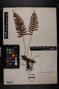 Polypodium appalachianum image