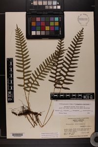 Polypodium appalachianum image