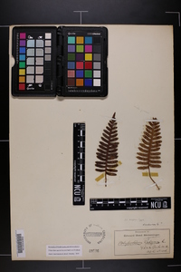 Polypodium appalachianum image