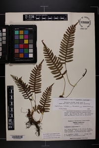 Polypodium appalachianum image