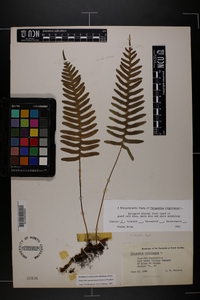 Polypodium appalachianum image